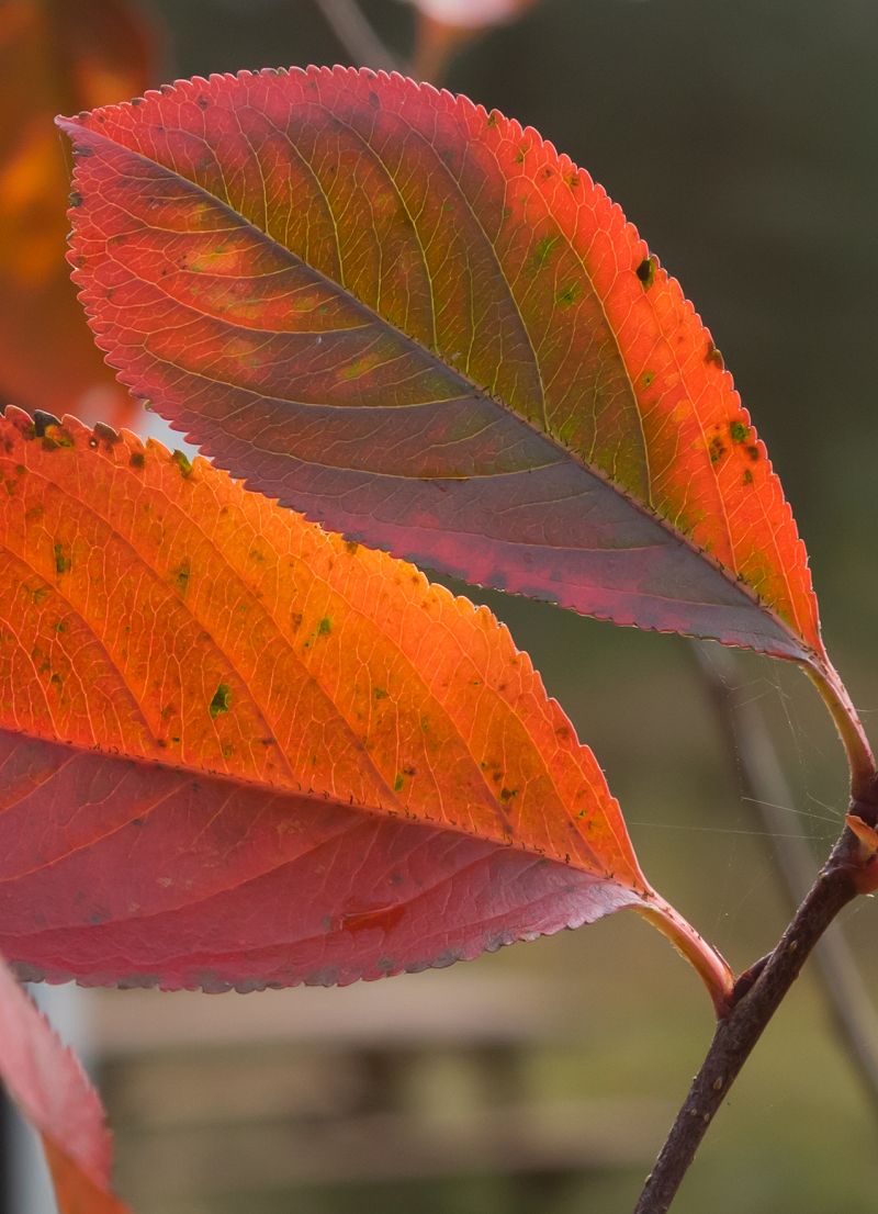 aronia i efterårsfarver