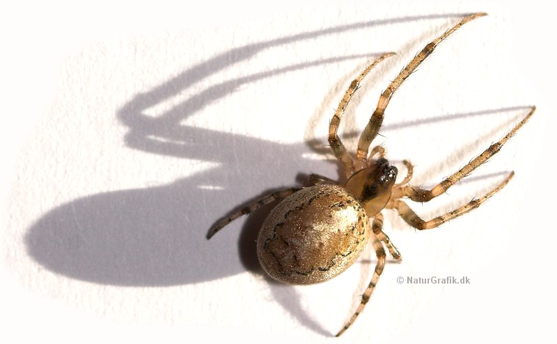 gradvist rent lustre Havens vinteraktive edderkop - Vild med haven - natur og dyreliv